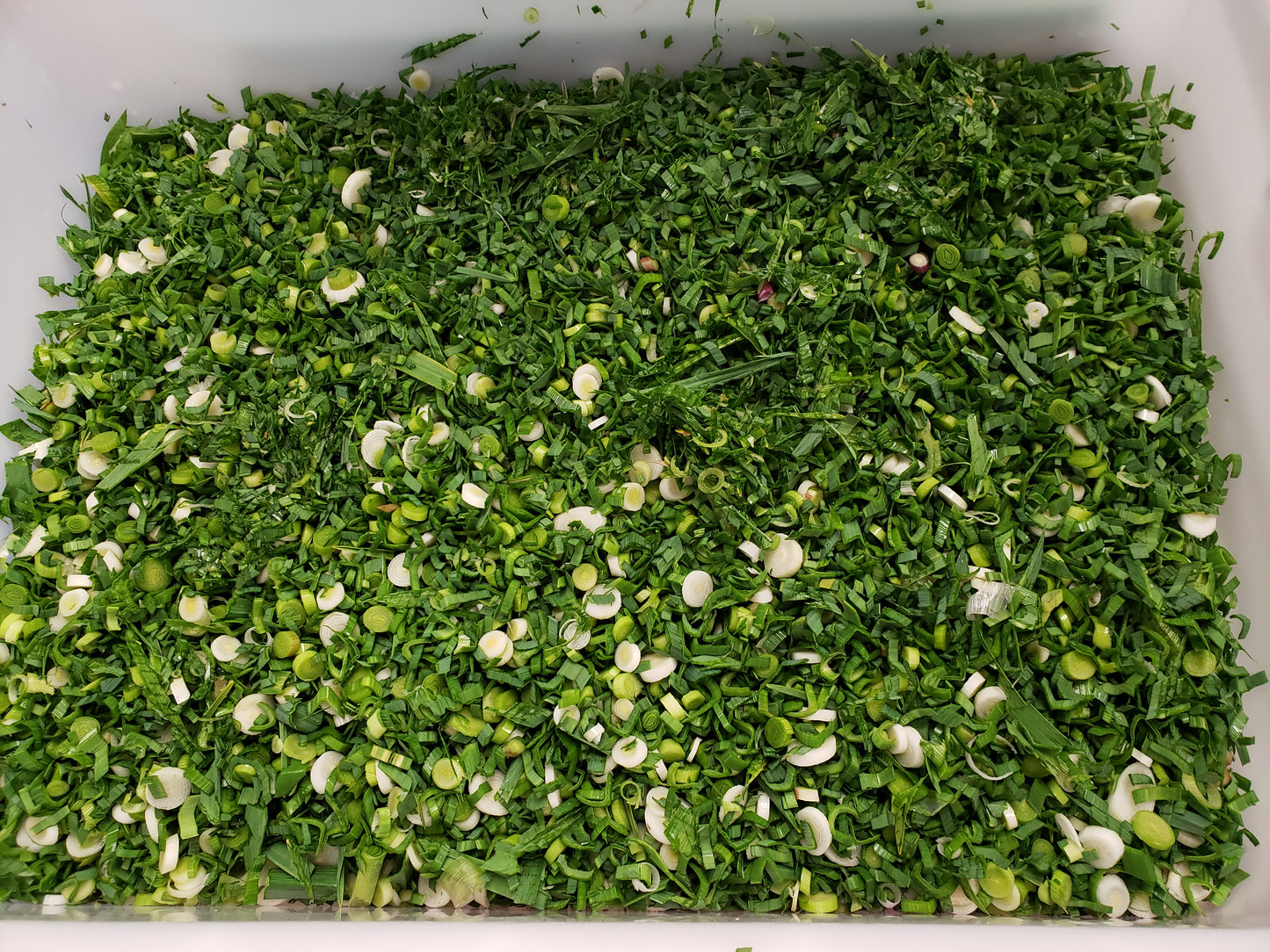 Freeze-Dried Garlic Greens Organic
