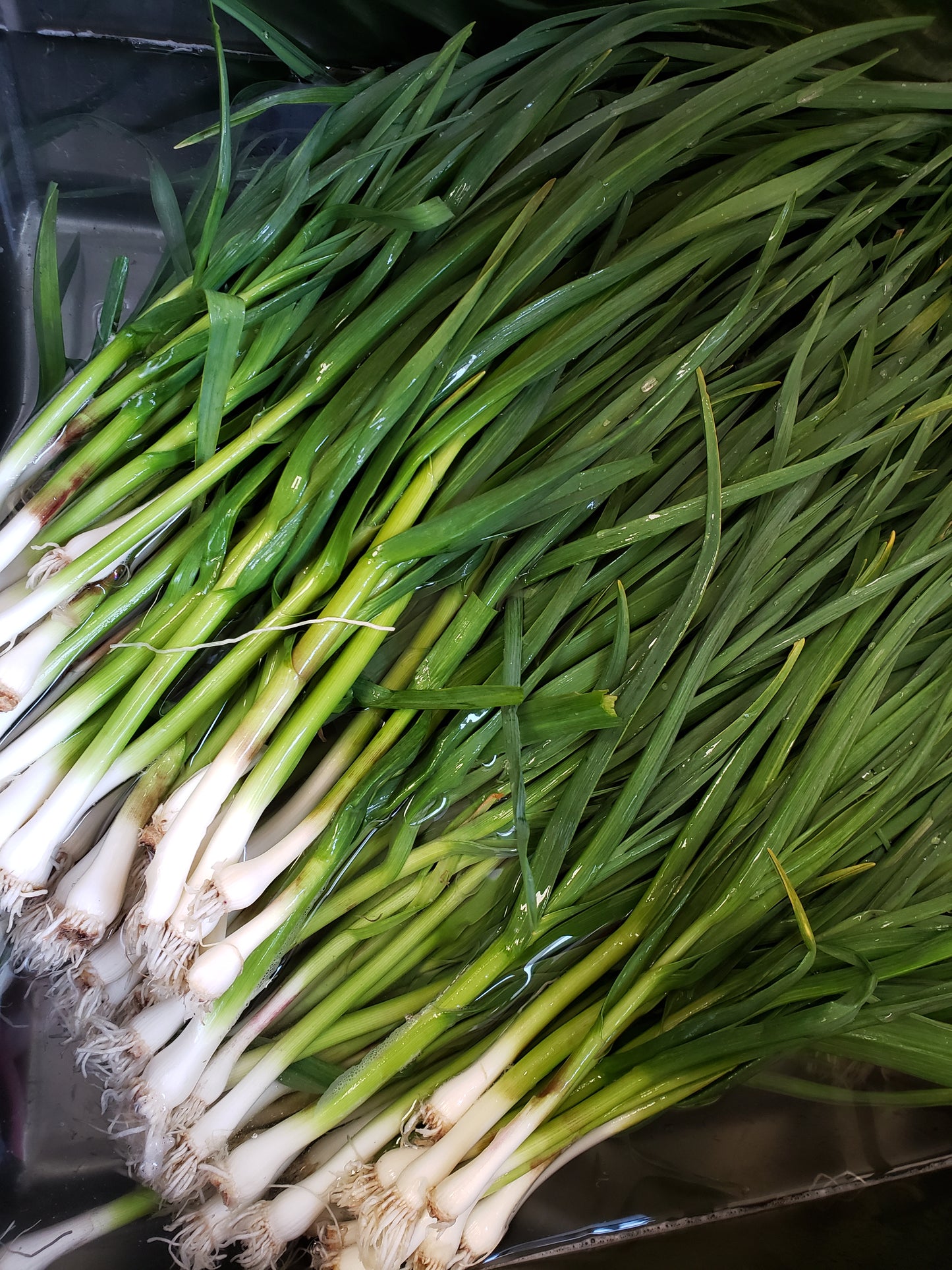 Freeze-Dried Garlic Greens Organic