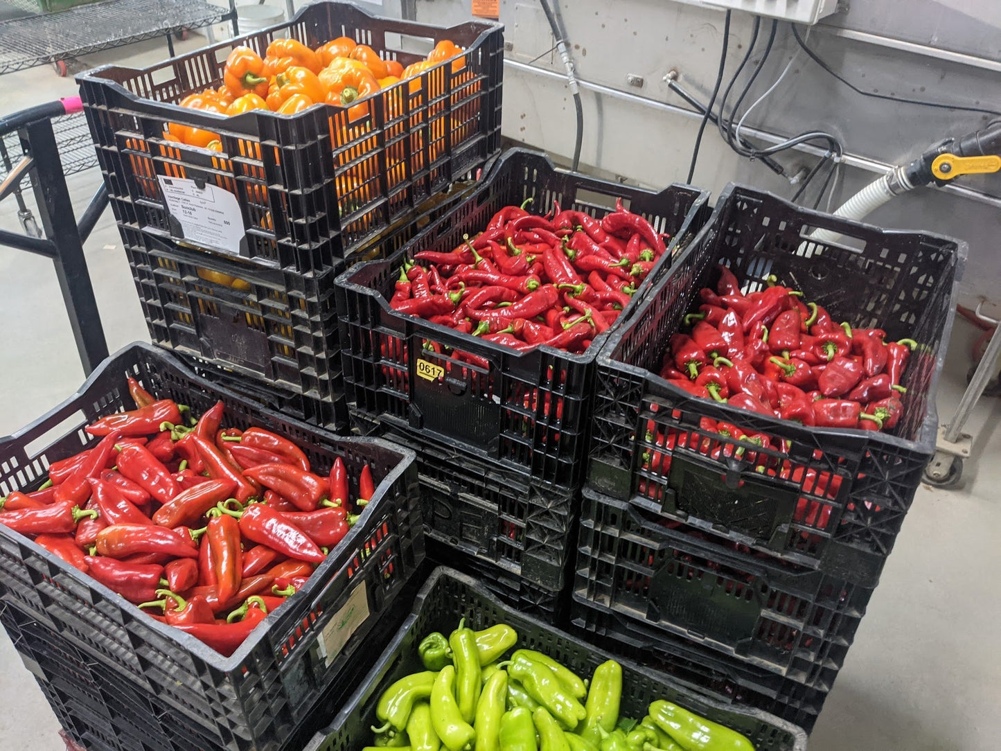 Freeze-Dried Jalapeño Peppers Organic