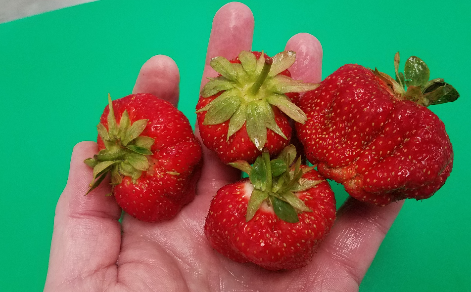 Freeze-Dried Strawberry Basket Monthly Subscription
