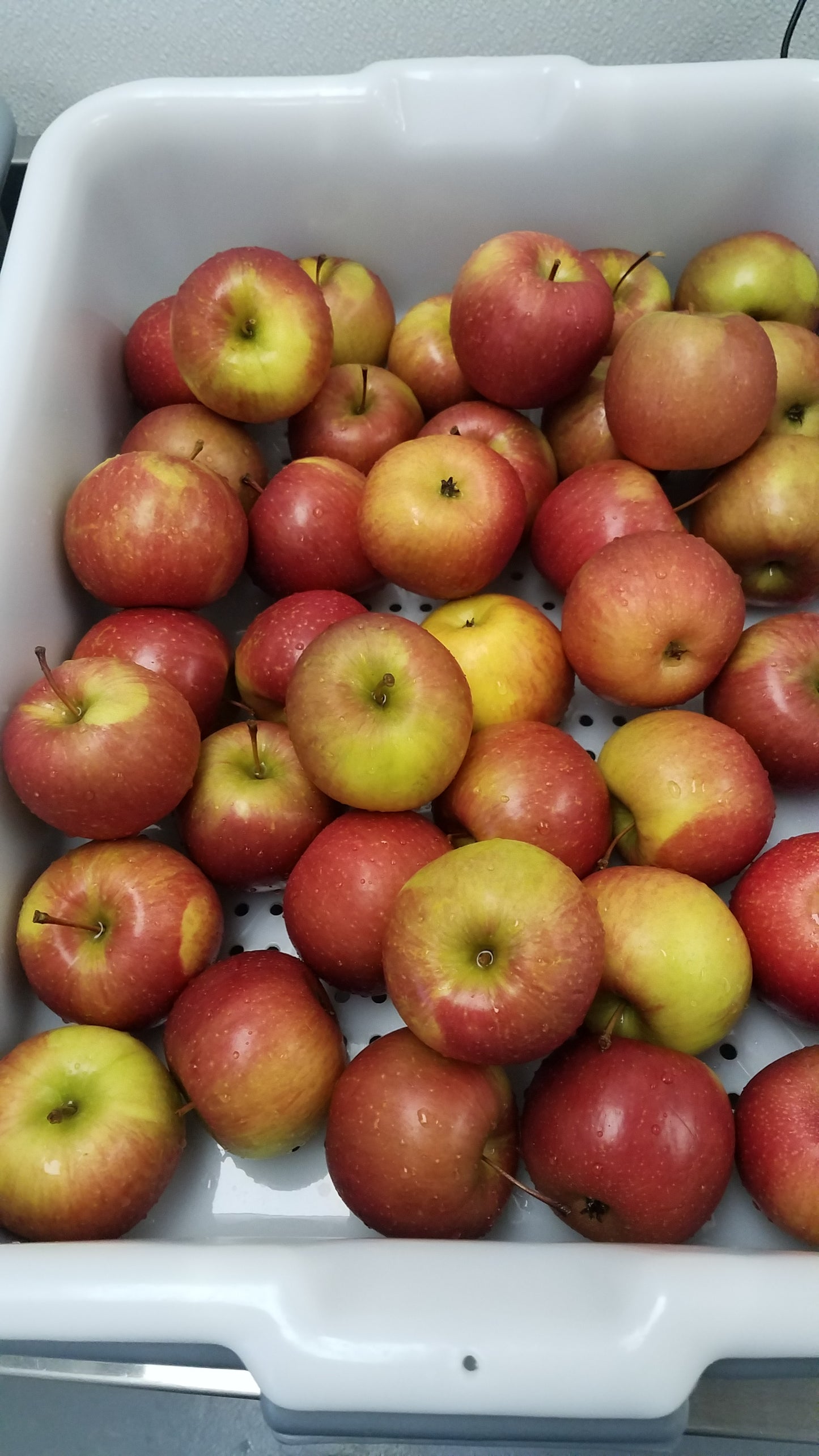 Freeze-Dried Apples Evercrisp Variety