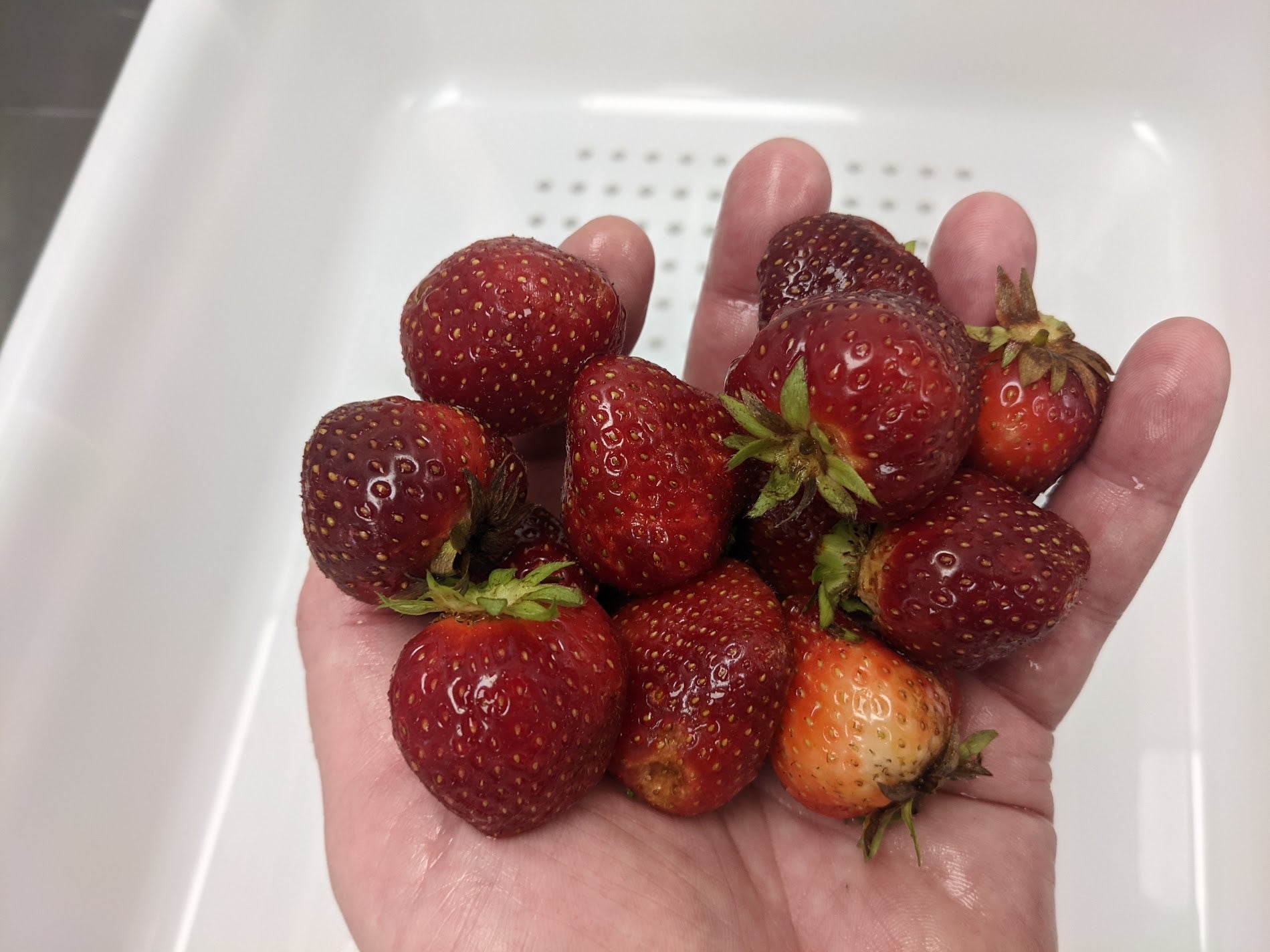 Northeast Grown Strawberry Pouch